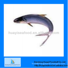 frozen fish best quality frozen anchovy